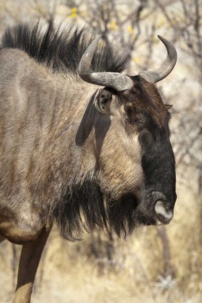 Side Wildebeest face, Etosha NP, Namibia